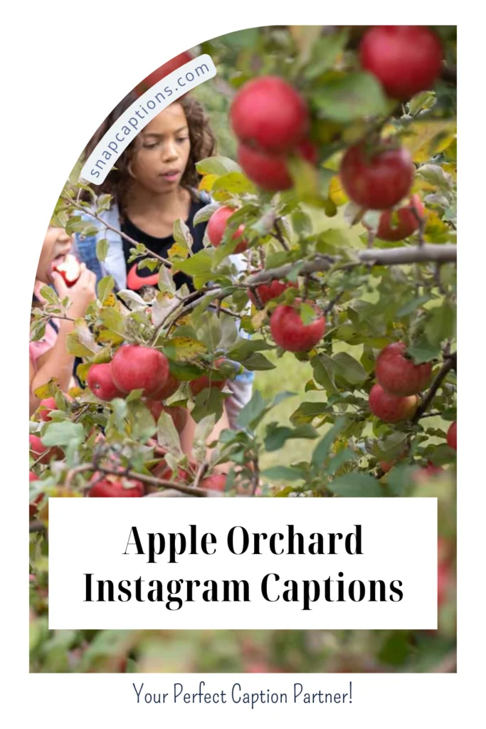 200+ Apple Orchard Instagram Captions for Fall Fun and Memories 3 Apple Orchard Instagram Captions