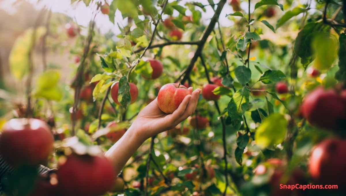 Apple Picking Captions For Instagram