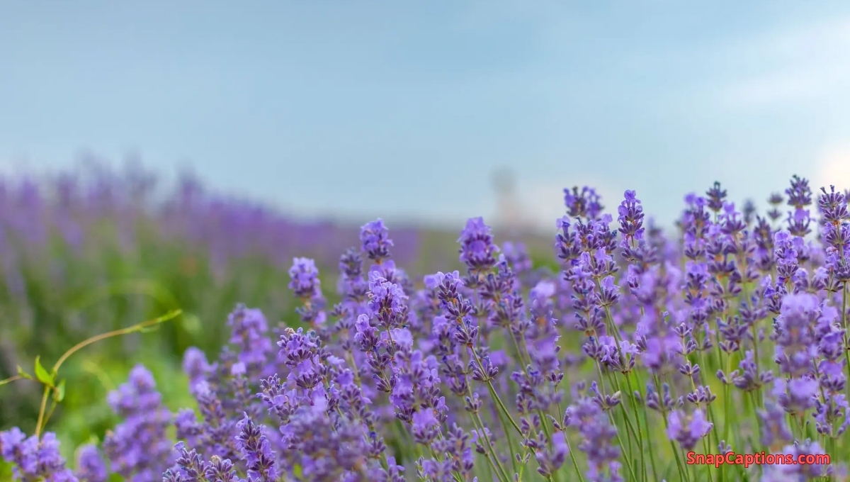 Beautiful Lavender Captions For Instagram