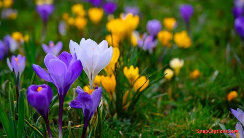 Blooming Captions For Instagram Blooming Captions For Instagram
