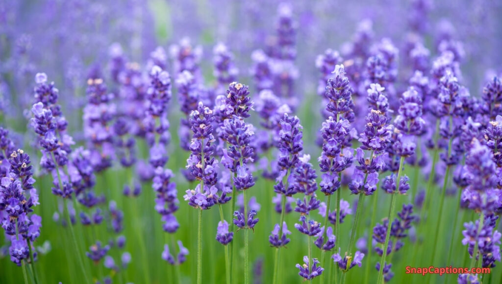 Lavender Captions For Instagram Lavender Captions For Instagram