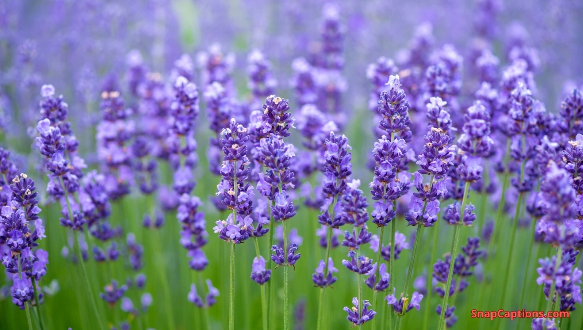 Lavender Captions For Instagram