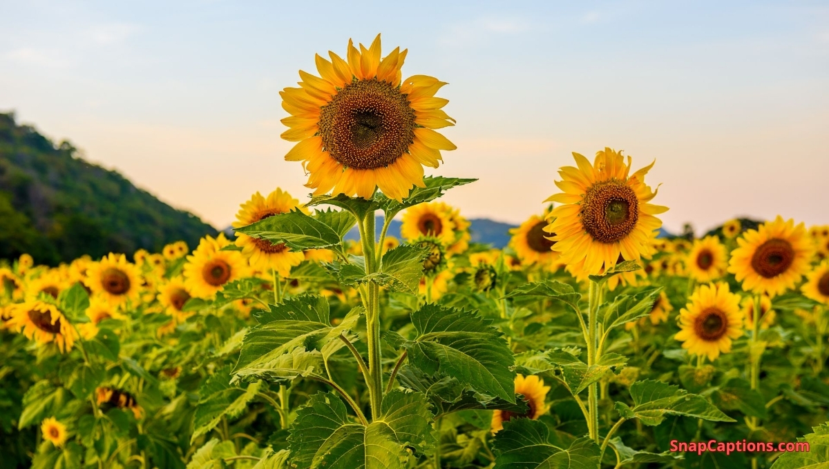 Simple Sunflower Captions For Instagram