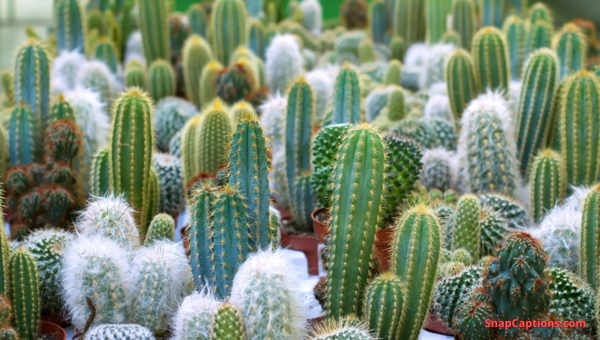 200+ Cactus Instagram Captions to Sprout Your Creativity 6 200+ Cactus Instagram Captions to Sprout Your Creativity