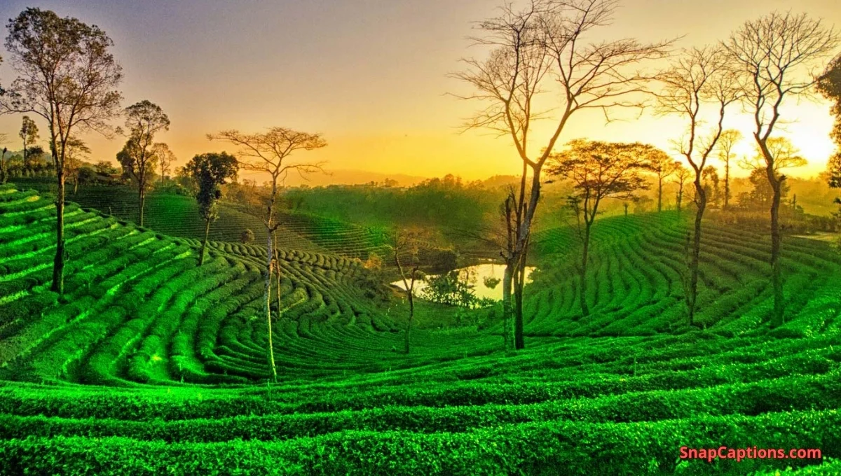 200+ Tea Garden Captions For Instagram That Brew Joyful Vibes