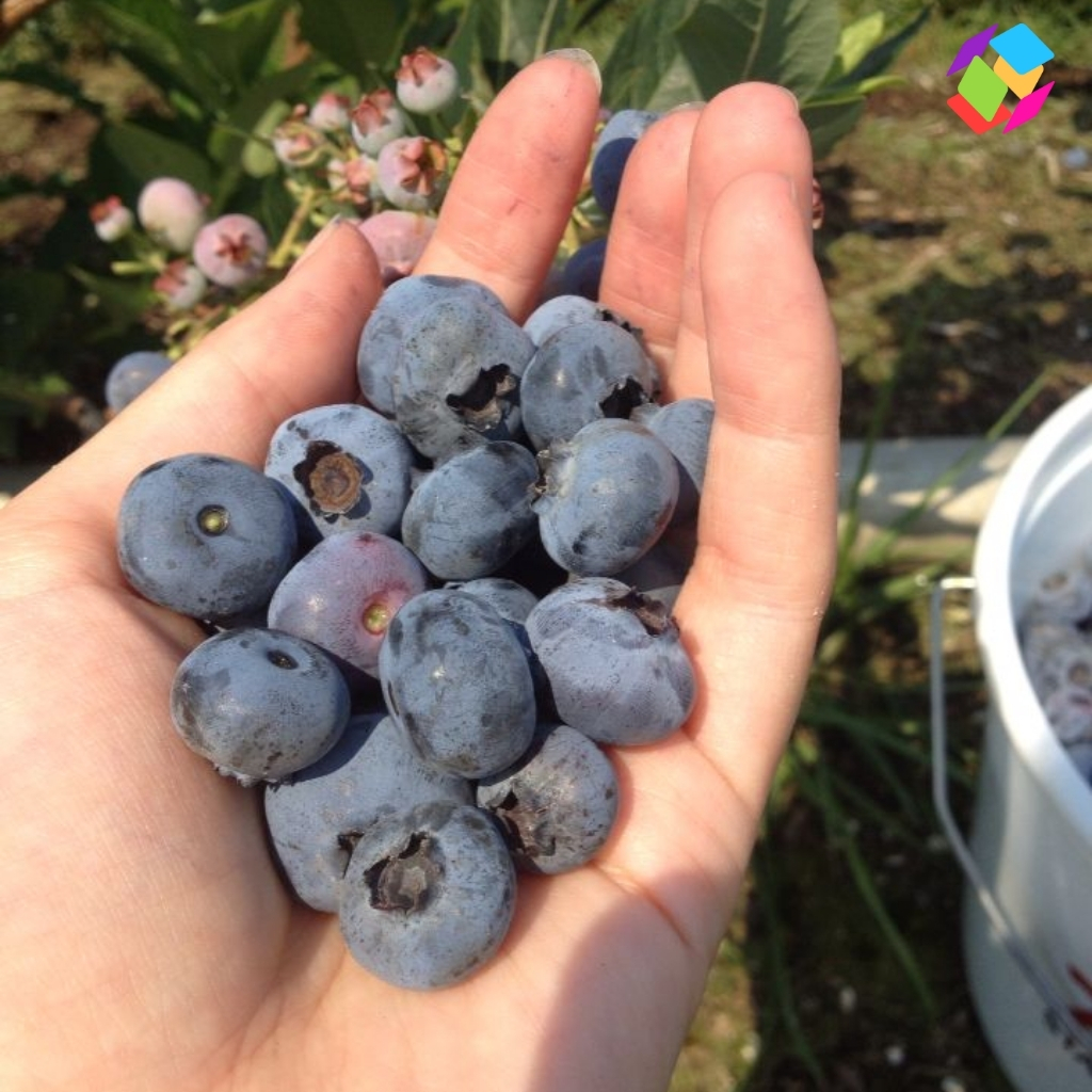 Blueberry Day Captions