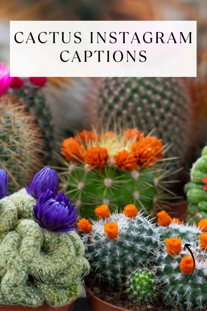 200+ Cactus Instagram Captions to Sprout Your Creativity 7 Cactus Instagram Captions