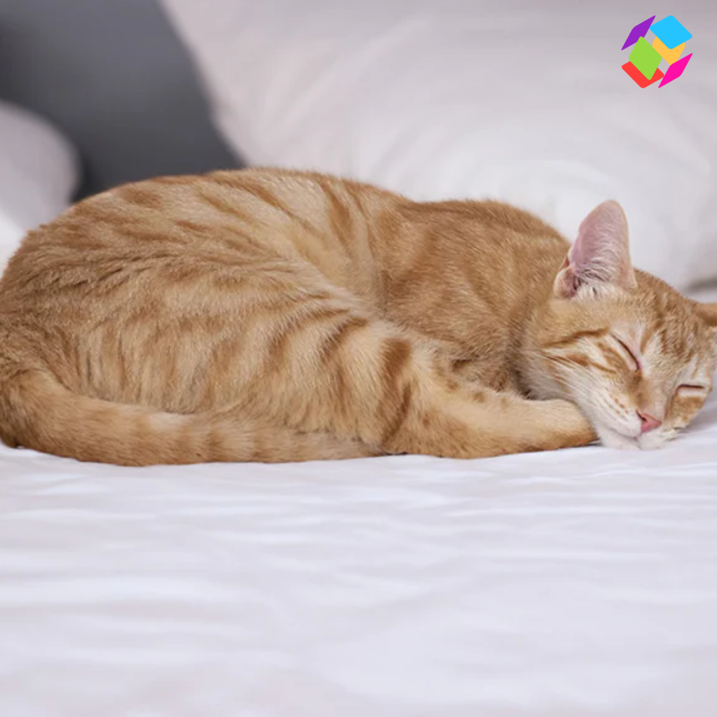 Cat Sleeping Captions For Instagram