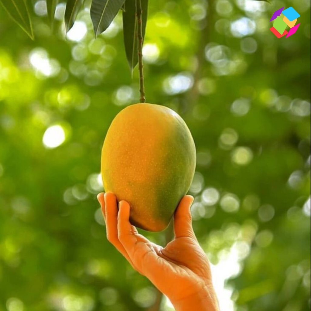 Mango Day Captions