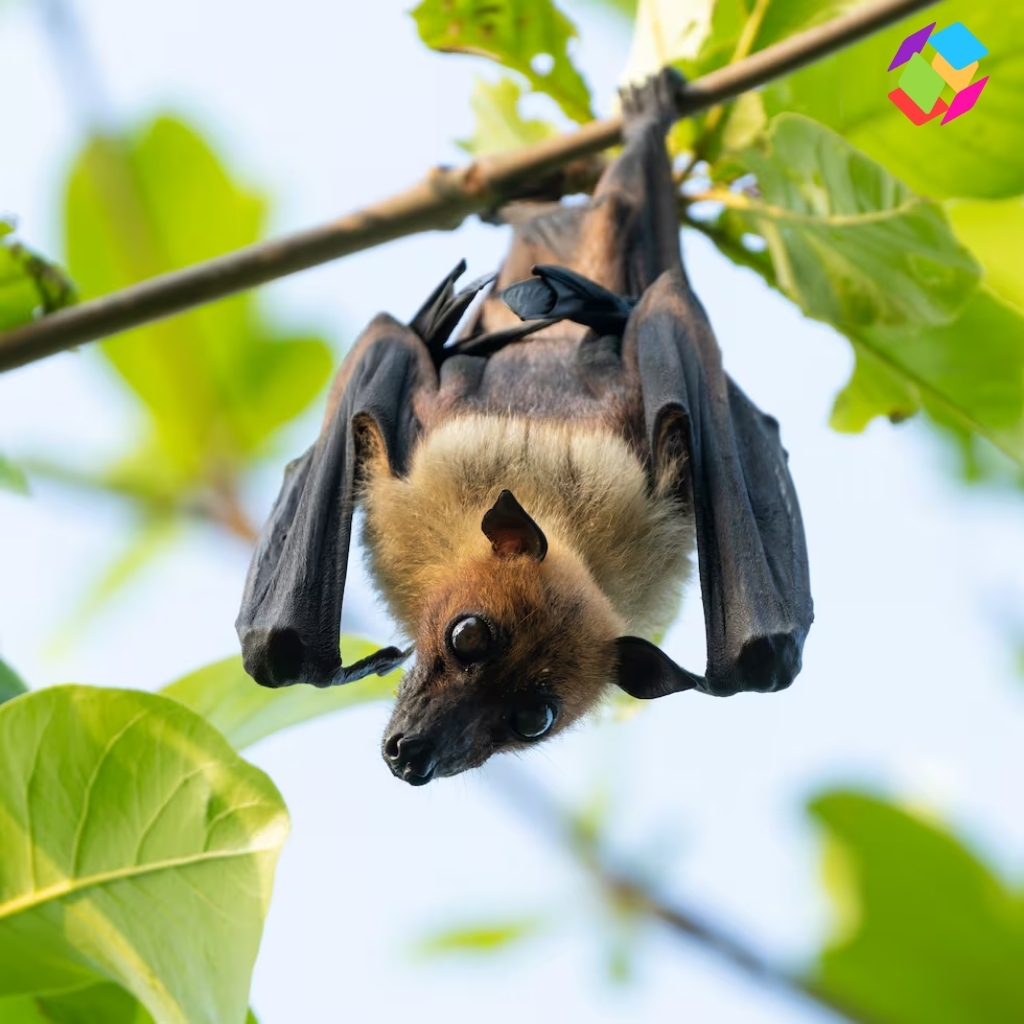 Bat Captions For Instagram