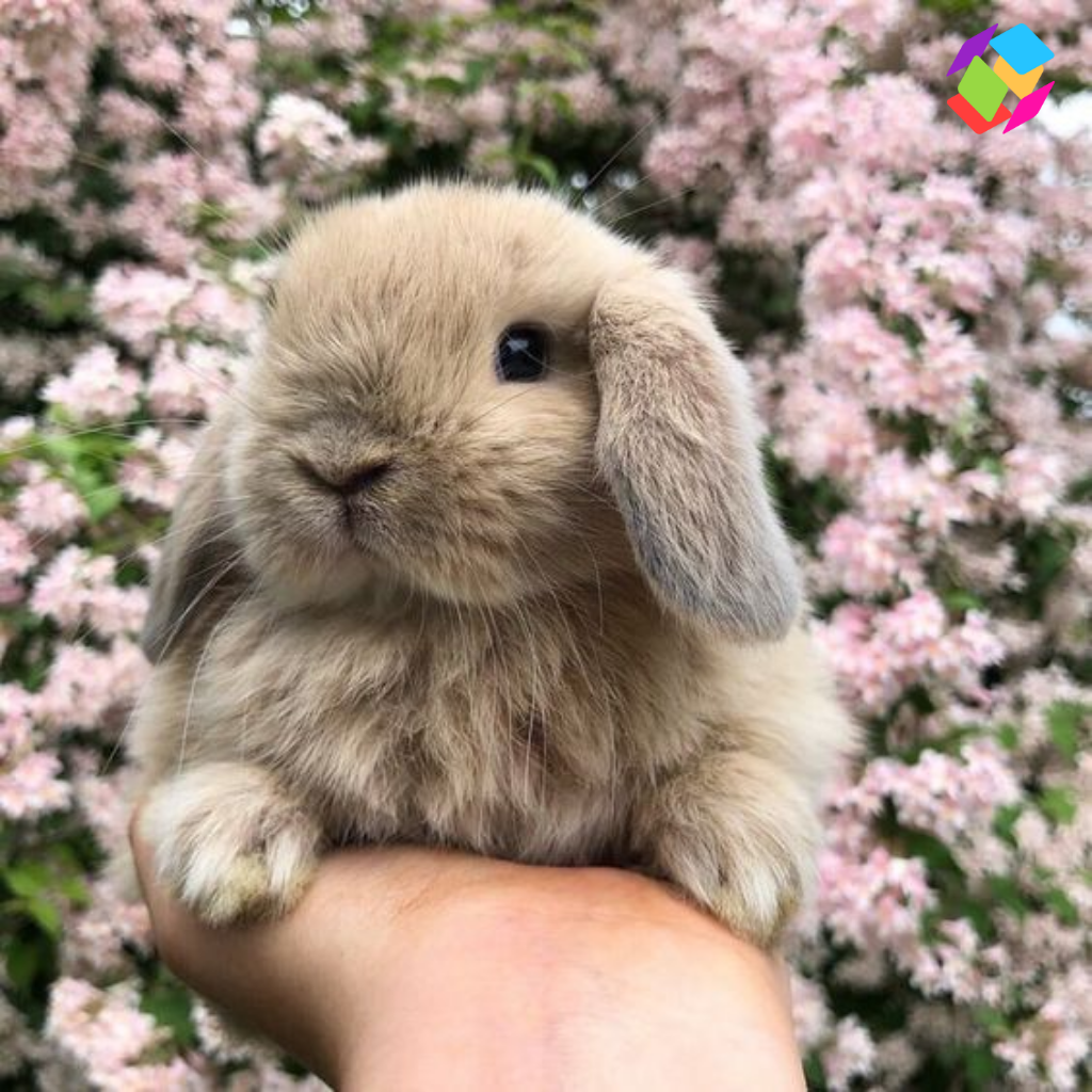 Bunny Captions For Instagram