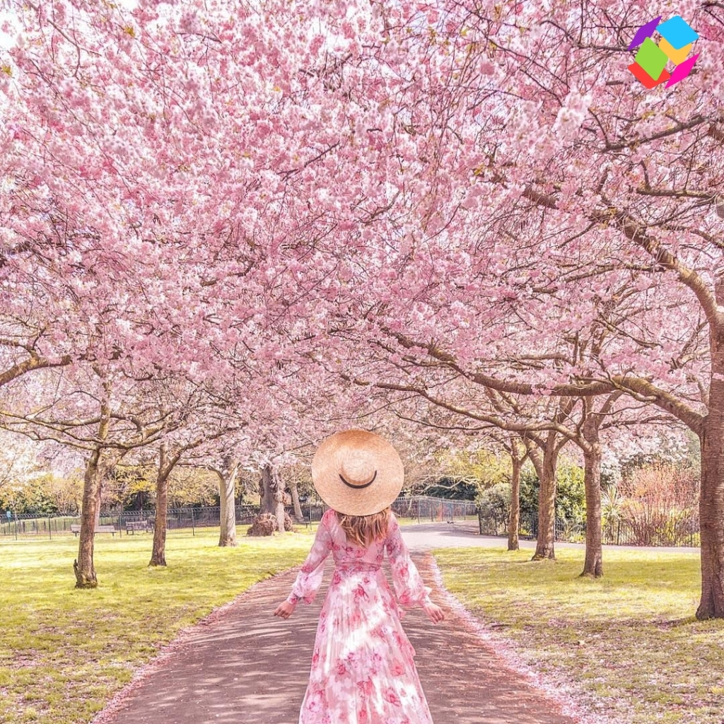 Blossom Captions For Instagram