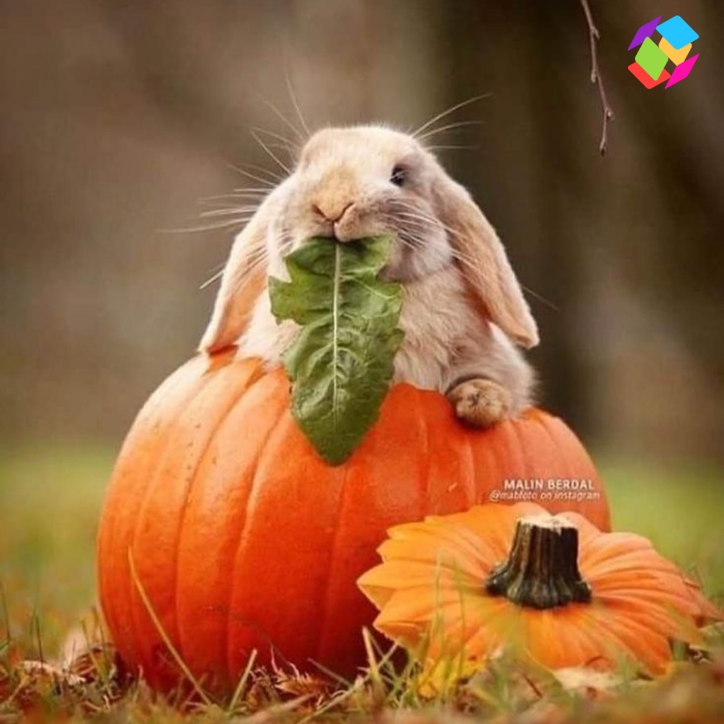 Bunny Captions For Instagram Halloween