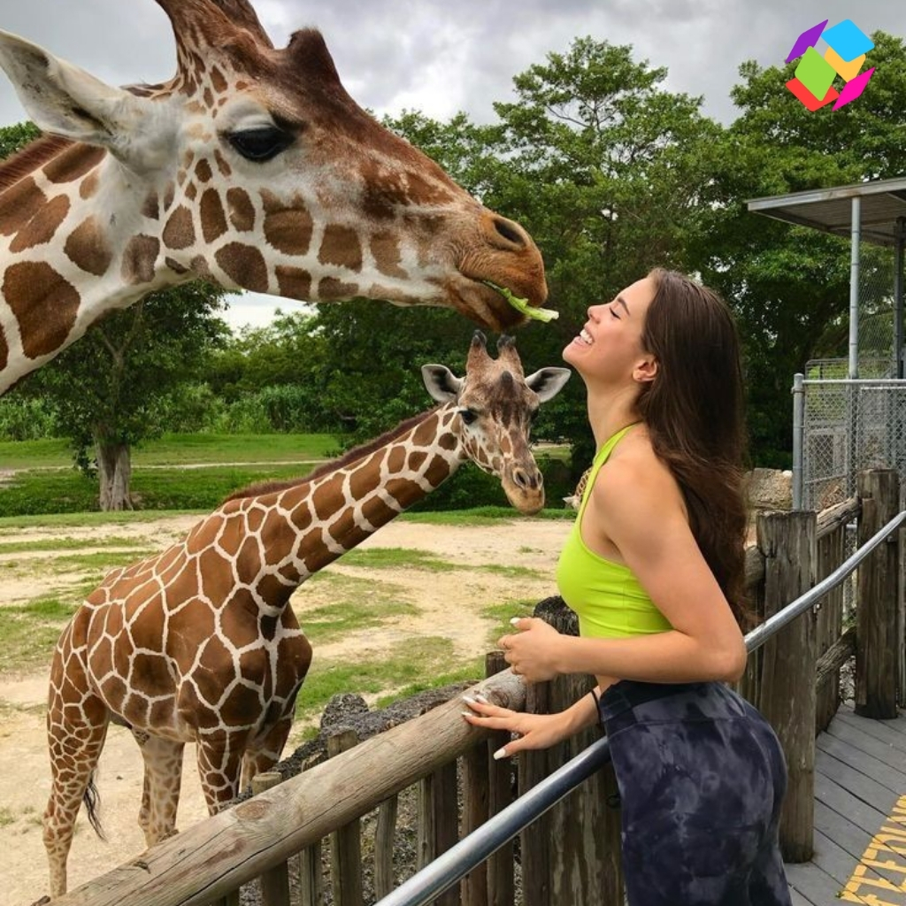 Giraffe Instagram Captions