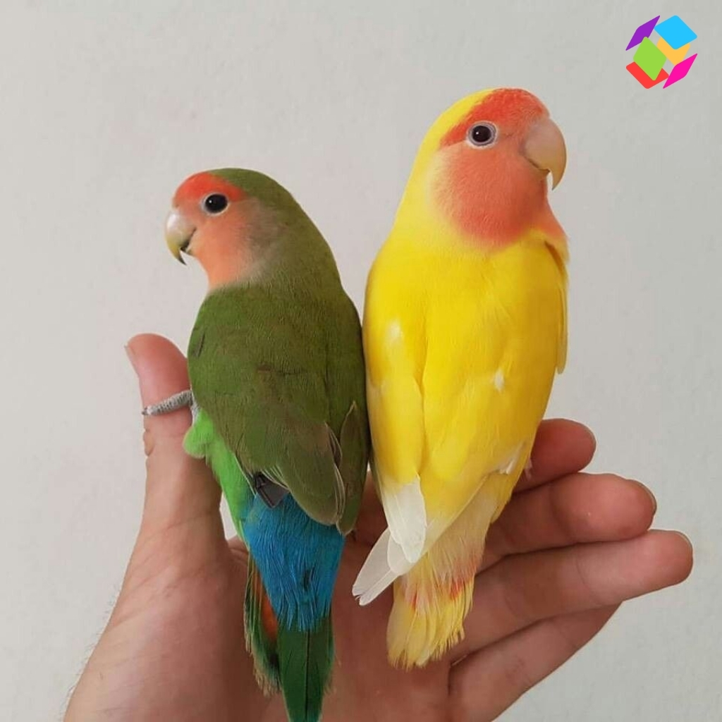 National Bird Day Captions