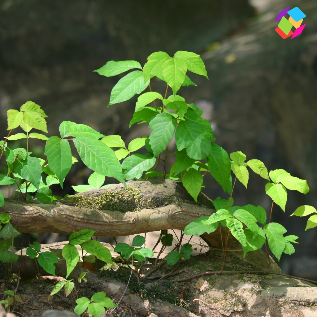 Poison Ivy Captions For Instagram