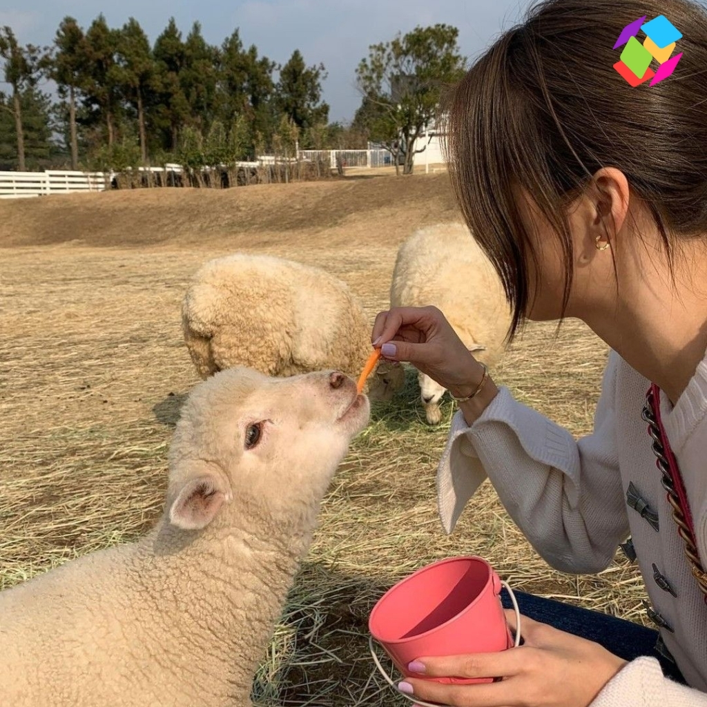 Sheep Instagram Captions
