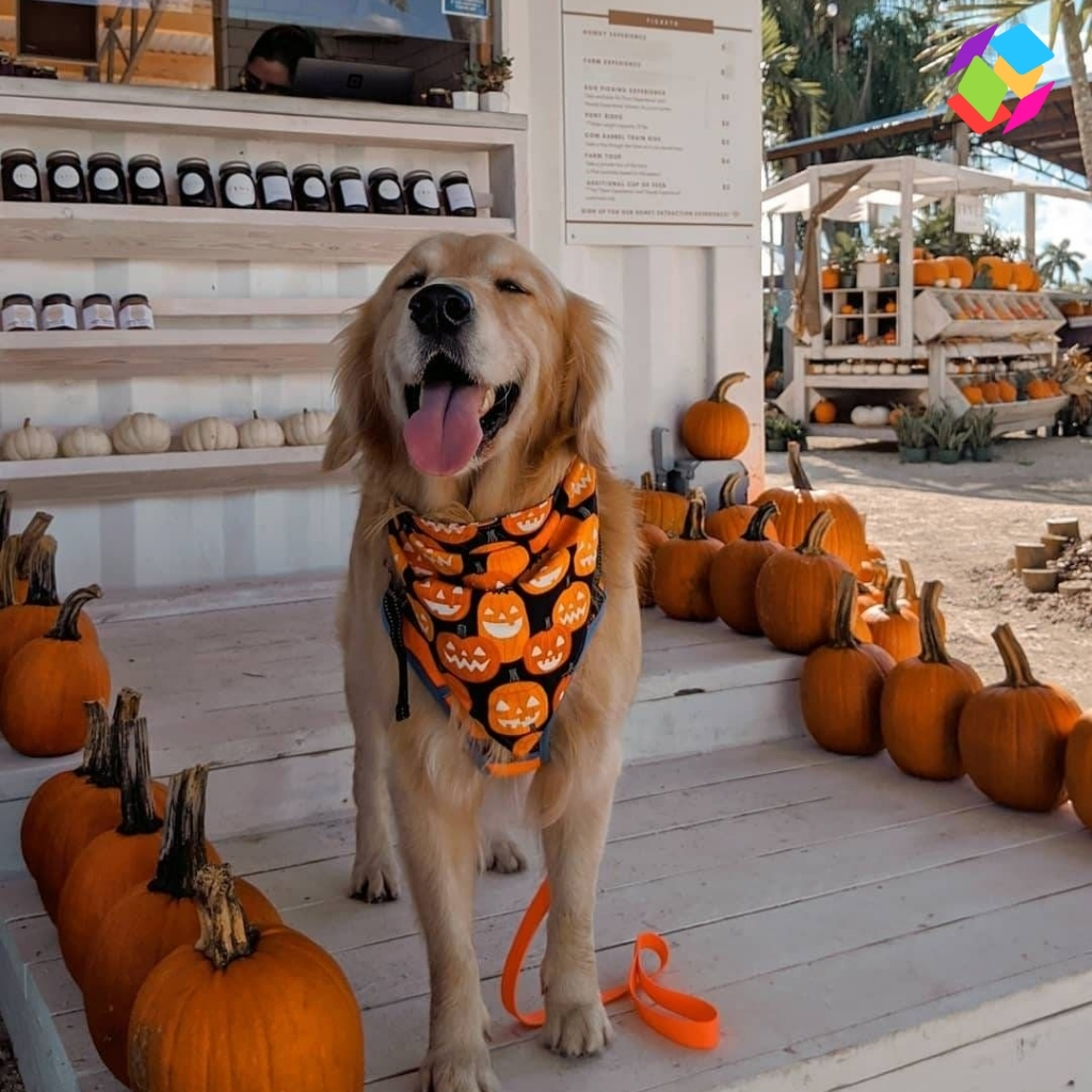 Dog Halloween Instagram Captions