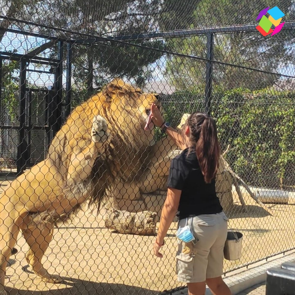 Lion Captions For Instagram