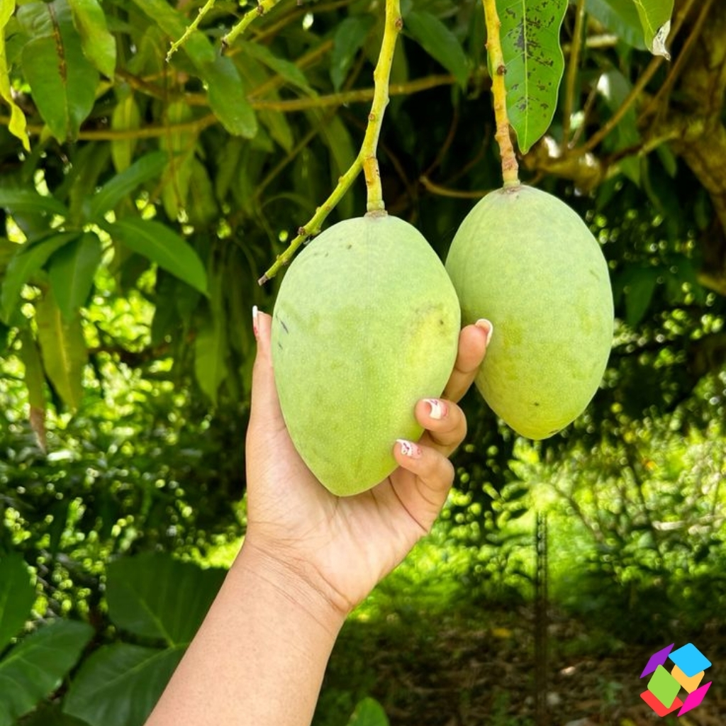 National Mango Day Captions