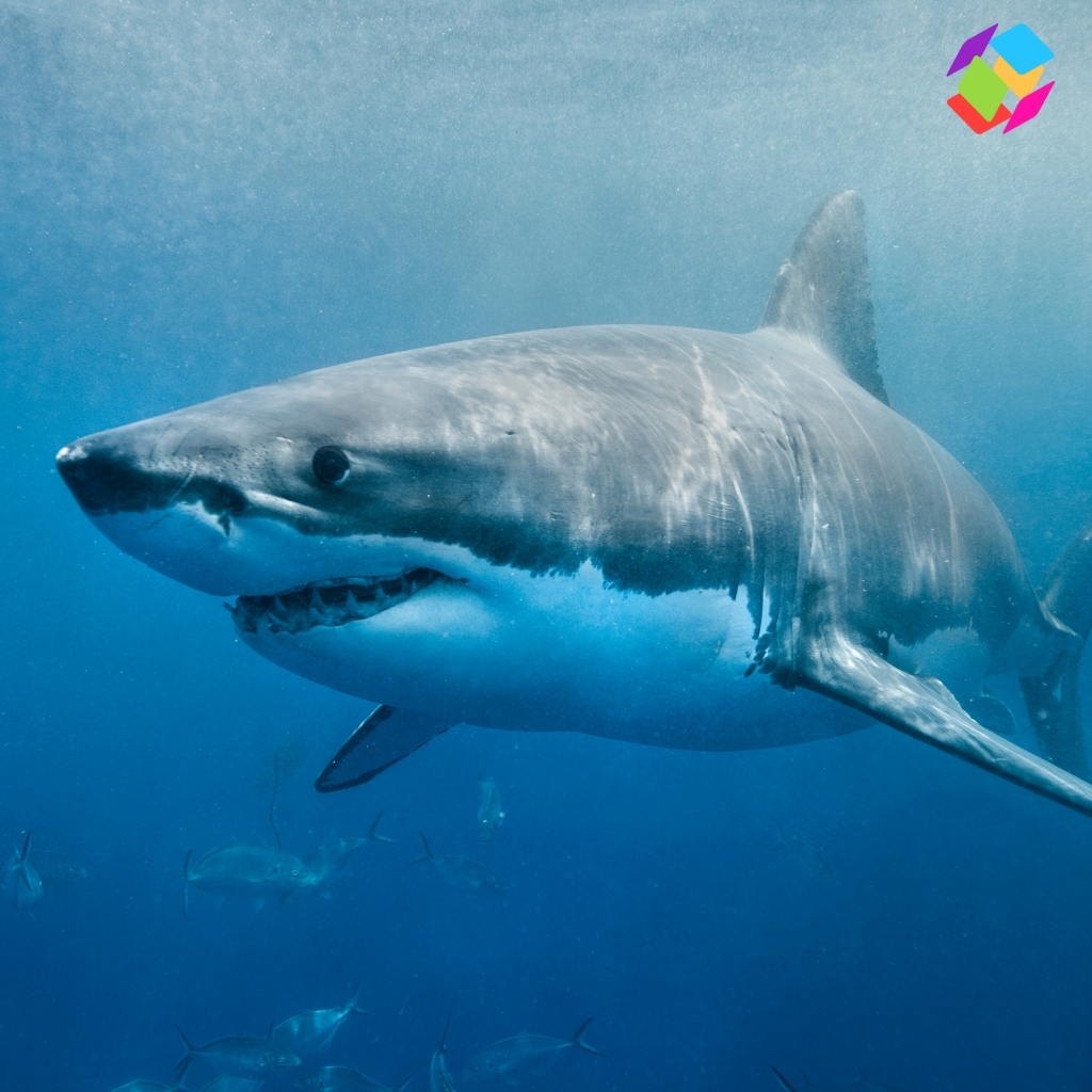 Shark Captions For Instagram